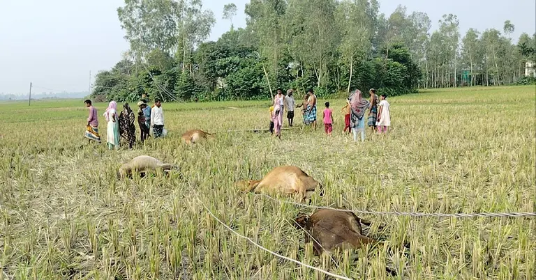বিদ্যুৎস্পৃষ্ট হয়ে ৫ গরুর মৃত্যু